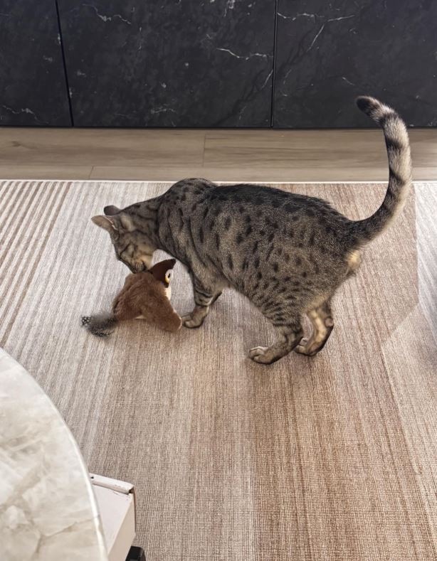 Best Flying Bird Cat Toy in 2025: Interactive Flapping & Chirping Toys That Cats Actually Love