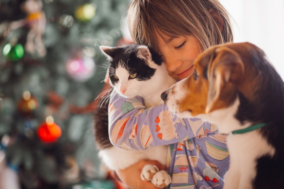 Best Cat Kicker Fish Toys: The Ultimate Guide to Interactive Pet Entertainment That Actually Works