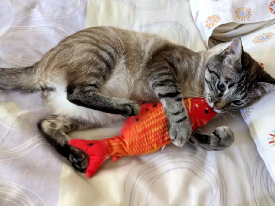 Floppy Fish Cat Toy Review: Is This the Purrfect Playtime Catch?
