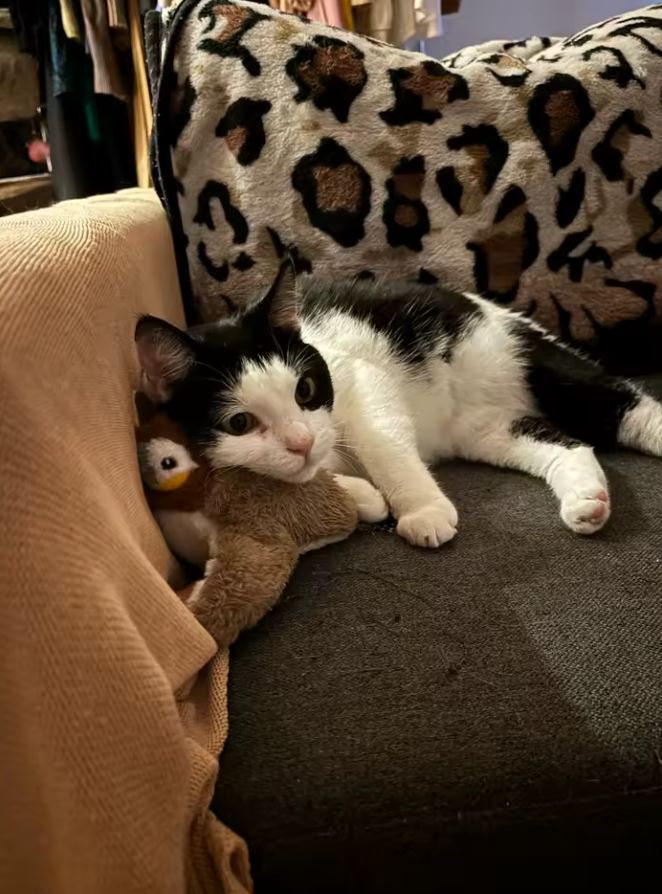 Chirping Bird Cat Toy That Flies: Why Sound + Motion = The Ultimate Hunting Simulation