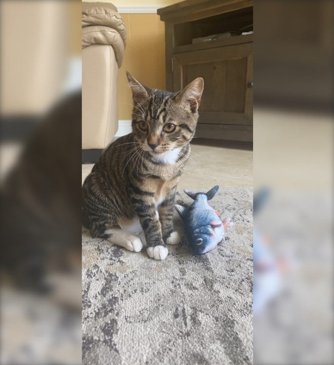 The Best Flopping Fish Cat Toy You'll Ever Buy