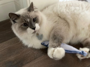 The Best Interactive Fish Cat Toy: Why Pets Love the Floppy Fish [2025 Guide]