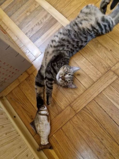 The Ultimate Solution for Lazy Cats: How to Keep Indoor Cats Active [2025 Guide]
