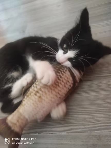 Wiggling Fish Cat Toy: The Ultimate Enrichment Tool for Happy, Healthy Cats