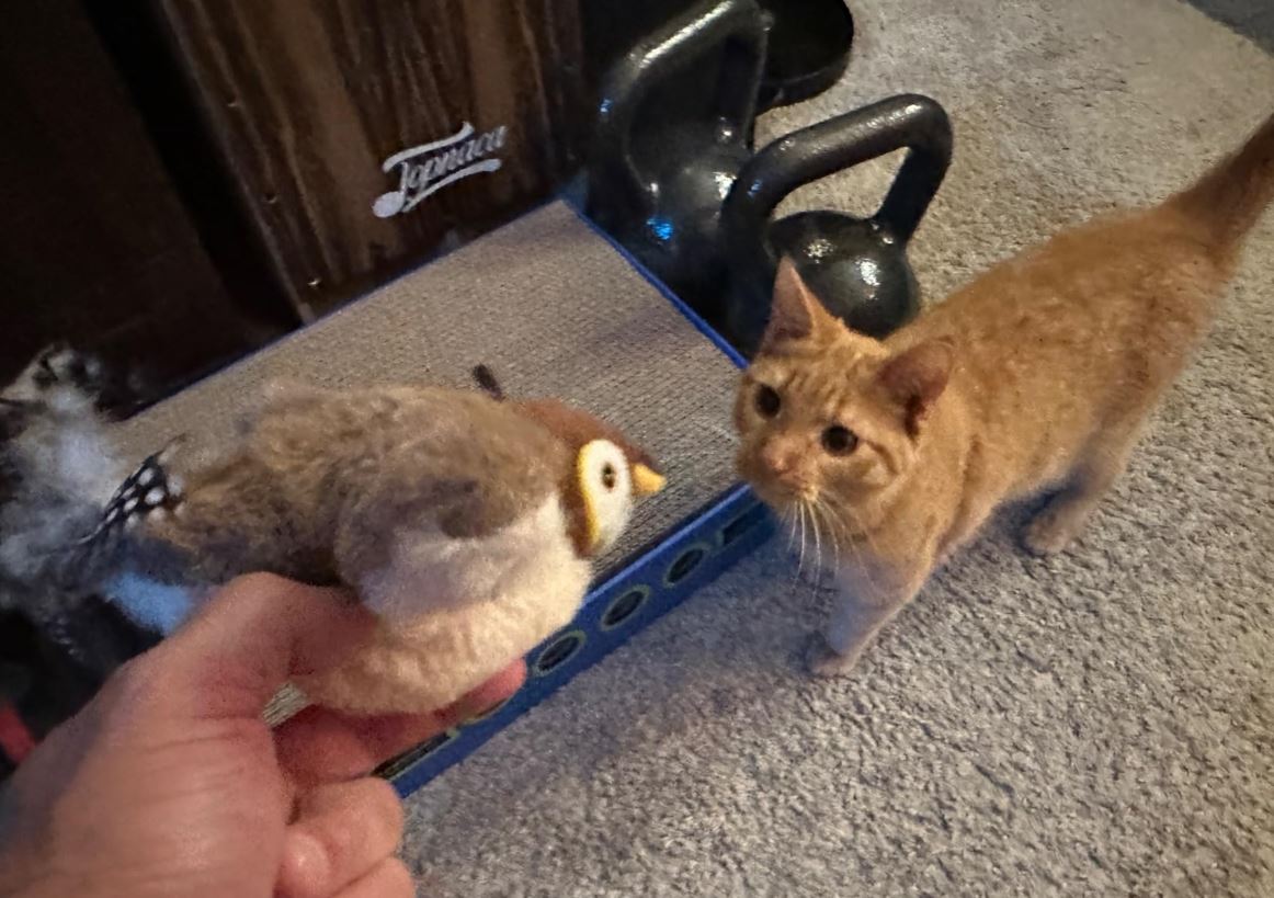 Remote Control Flying Bird Cat Toy: Does It Actually Work? [2025 Buyer's Guide]