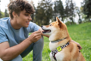 Fish Dog Toy That Flops: The Ultimate Guide to Motion-Activated Entertainment That Keeps Dogs Happy