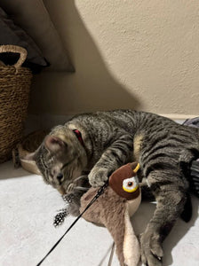 Flying Cat Toys That Actually Work: The Complete Guide to Motion-Activated Entertainment