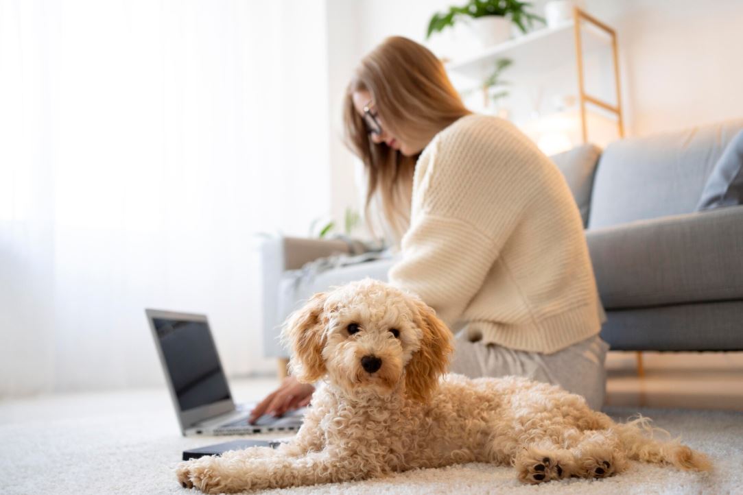 Why Your Anxious Dog Needs a Calming Duck Toy: The Complete Guide to Emotional Support Through Play